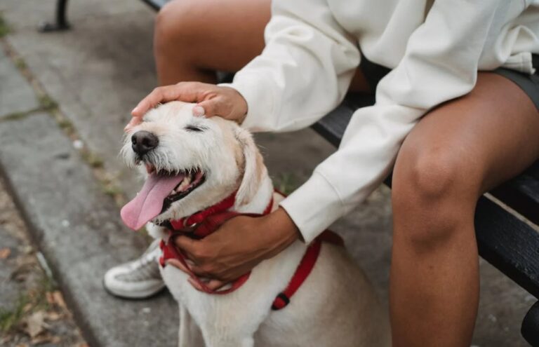 How to Measure Your Dog for a Harness in the UK: A Comprehensive Guide